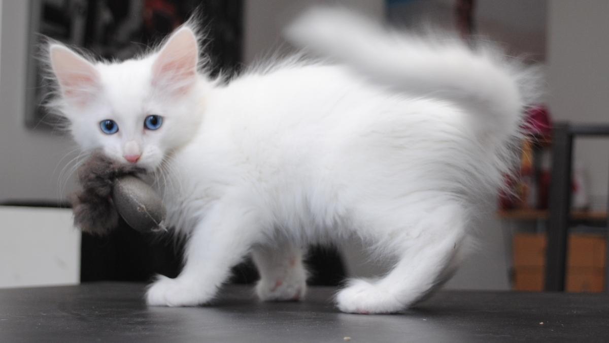 Котёнок Котёнок