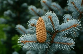 Шишки улучшают структуру почвы и помогают в борьбе с переувлажнением — эксперт