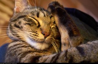 Шкура не спасает от ледяного сквозняка: критический порог температуры для пушистых домоседов