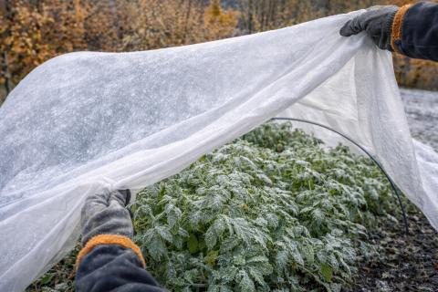 Вечнозелёные породы чаще страдают от снежной нагрузки — Martha Stewart Living