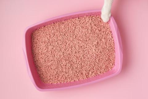 Мебель как холст для посланий: кошка игнорирует лоток из-за скрытых сбоев в работе организма