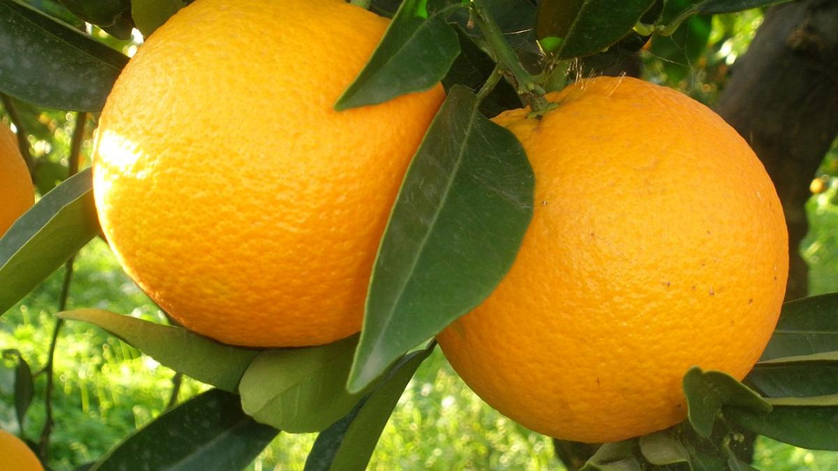Апельсины Апельсины