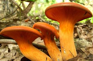 Яркие шляпки в саду пугают дачников — но чаще всего они приносят пользу