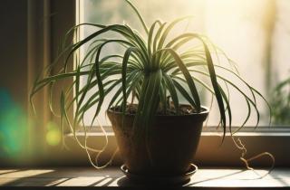 Зимой растения можно спасти повышением влажности воздуха