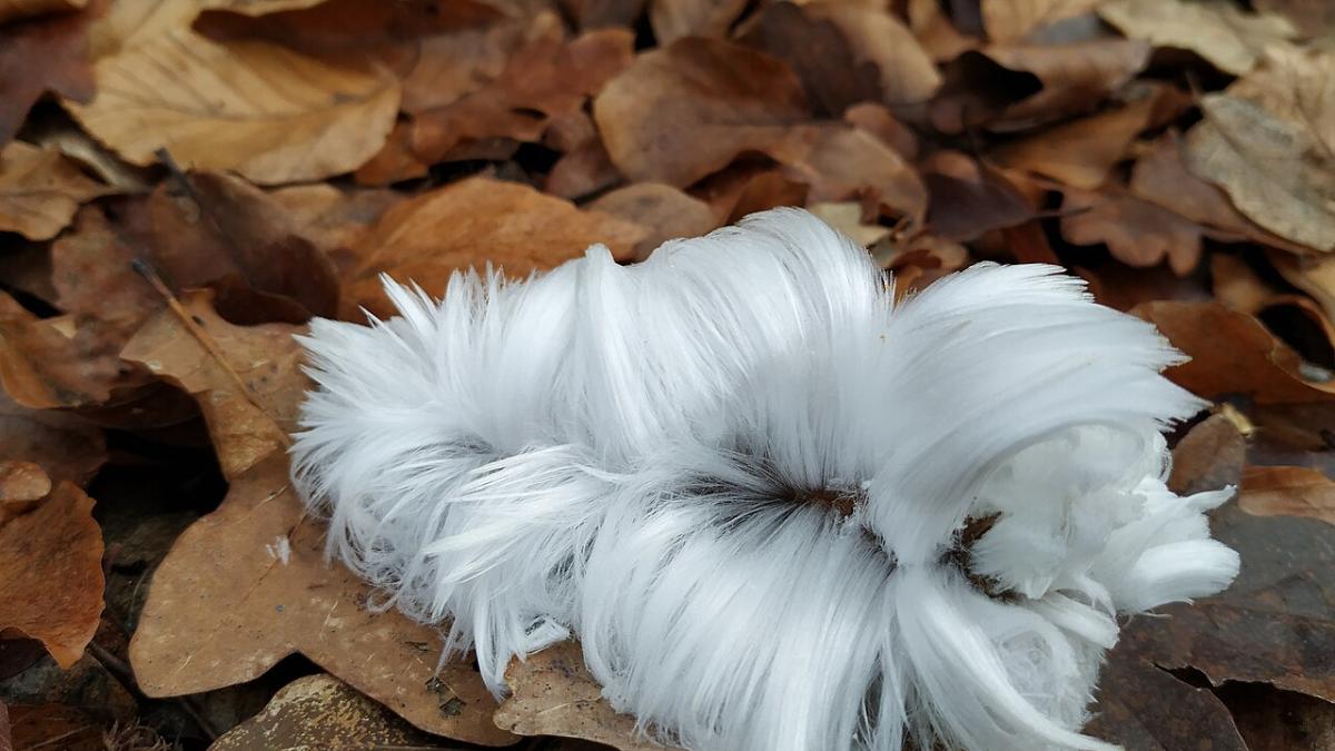 ледяная шерсть