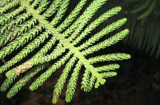 Норфолкская сосна стала альтернативой ёлке по данным ботаников