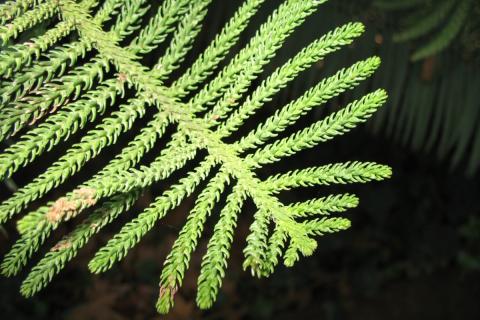 Норфолкская сосна стала альтернативой ёлке по данным ботаников