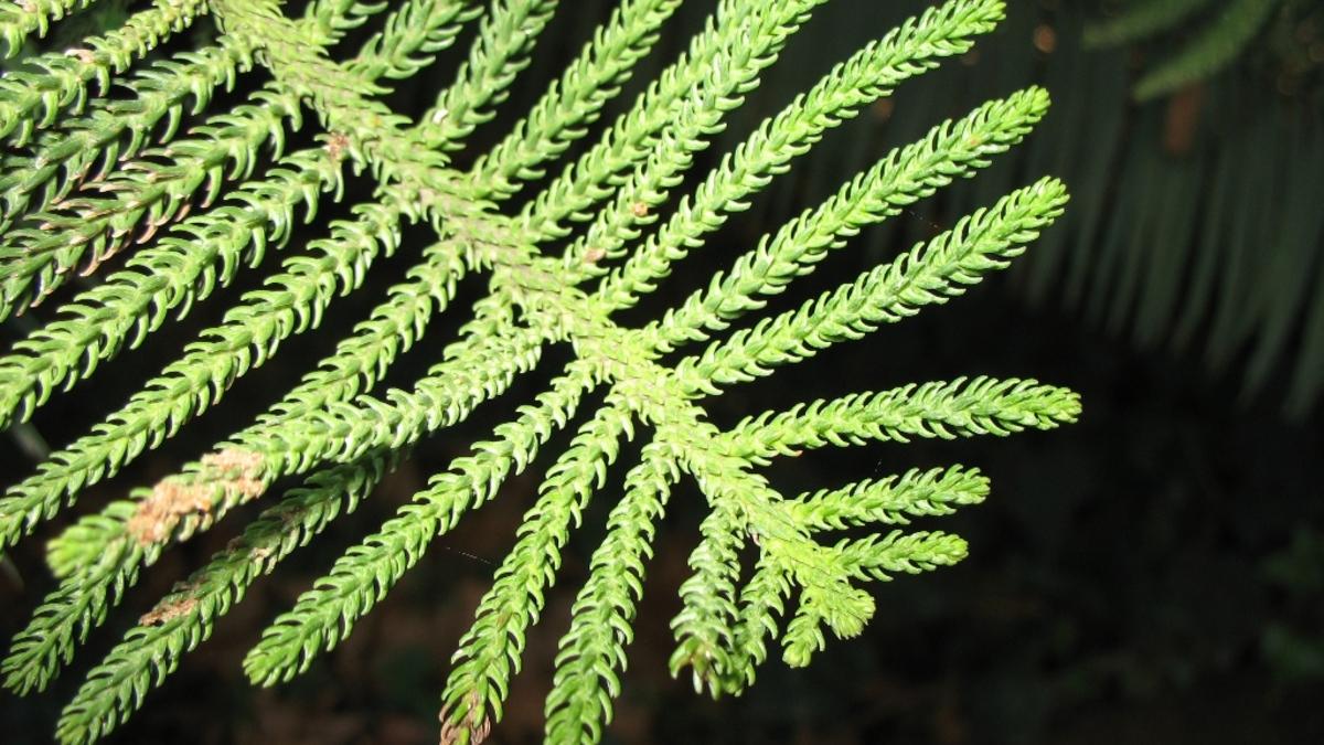 Норфолкская сосна