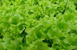 Метод конвейера позволяет получать свежую зелень каждый день — садоводы