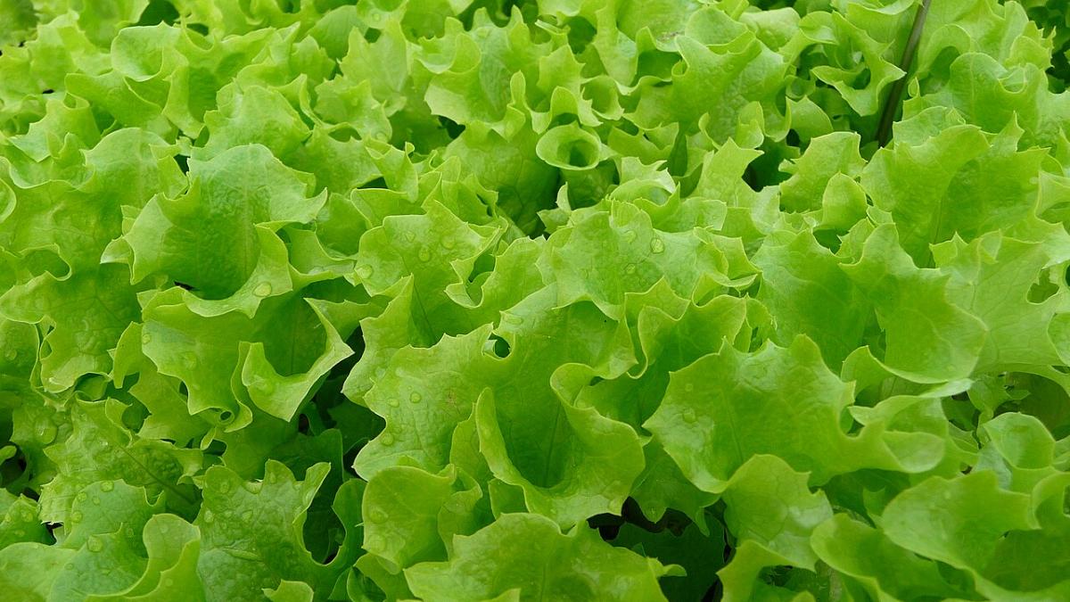 Листовой салат