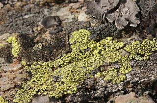 Пиклз: лишайники растут на костях динозавров и помогают их находить