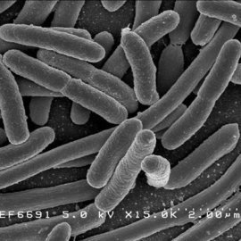 Ученые разработали новую методику борьбы с бактериями без применения антибиотиков