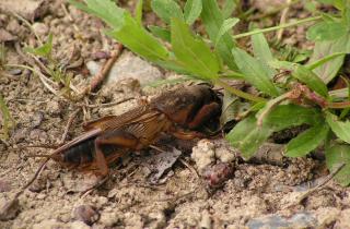 Вылила пивную ловушку вечером — утром не поверила глазам: сработало