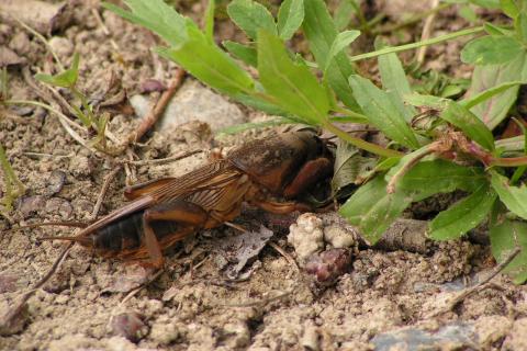 Вылила пивную ловушку вечером — утром не поверила глазам: сработало