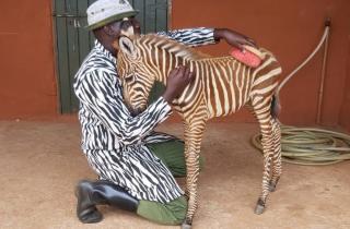 Сотрудники заповедника в Кении помогли зебре адаптироваться с помощью полосатого пальто