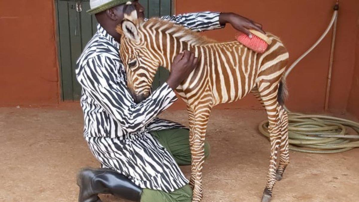 уход за зеброй в заповеднике Кении