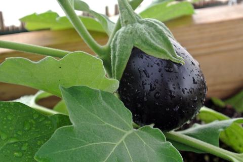 Баклажаны разных сортов отличаются цветом плодов и вкусом мякоти при выращивании на грядках