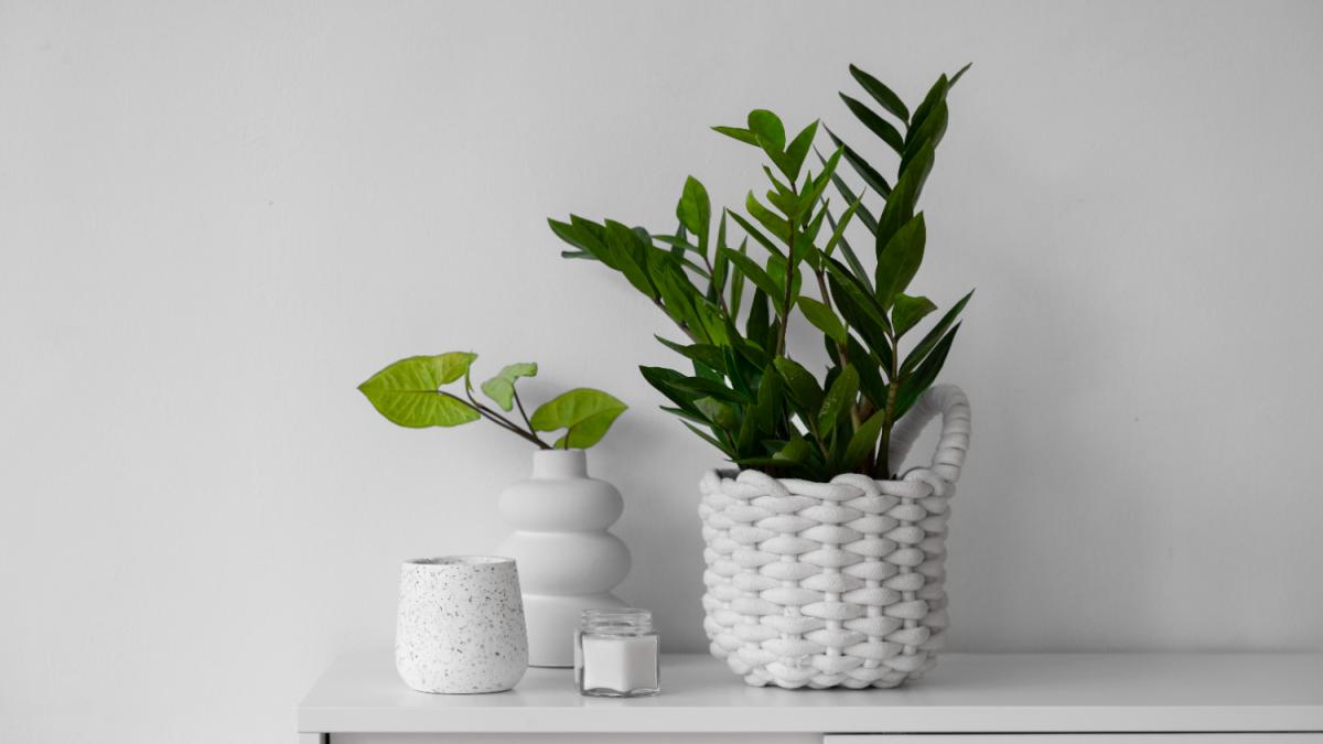 Комнатные растения