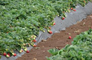 Соседка показала, как ухаживать за клубникой перед зимой — теперь собираю ведро ягод с грядки