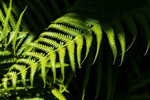 7 садовых растений, которые не рекомендуют держать в квартире: советы ботаников 7 садовых растений, которые не рекомендуют держать в квартире: советы ботаников