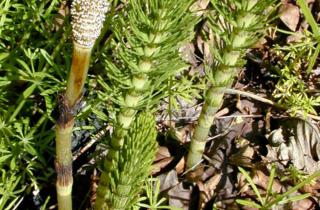 Хвощи помогают реконструировать древний климат — профессор Закари Шарп