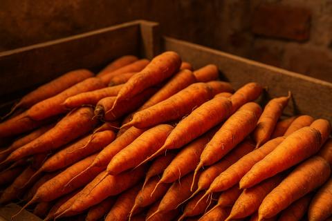 Морковь сортов Шантане Ред Коред и Карлена сохраняют свежесть до мая