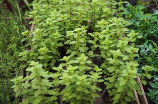 Черенкование сохранило аромат орегано — по данным мастера-садовода Бетц