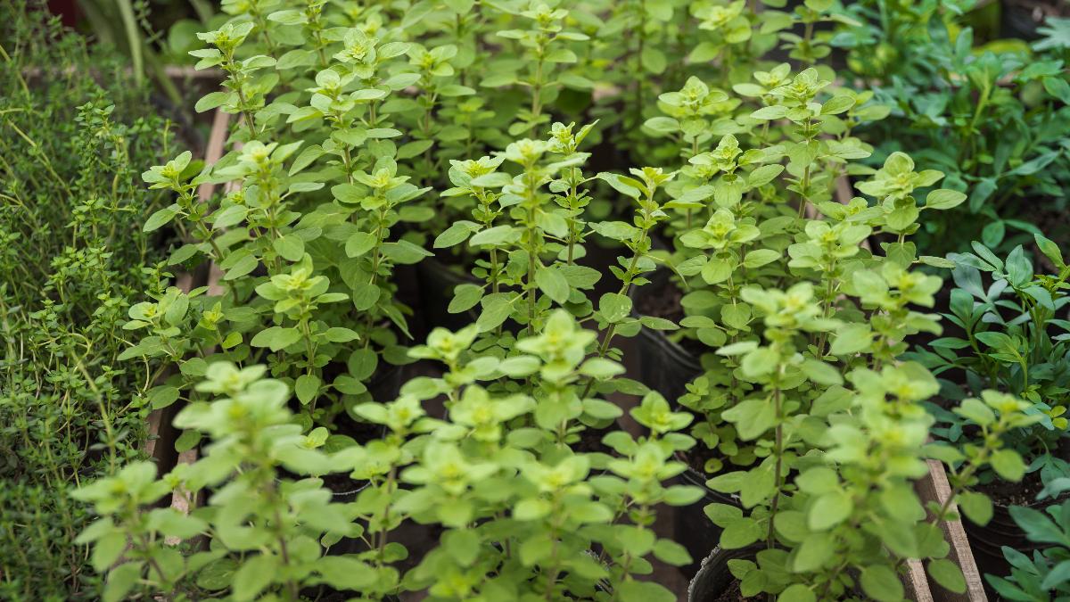 орегано в теплице