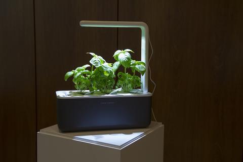 Поставила обычную лампу вместо фитолампы — результат шокировал уже через 5 дней