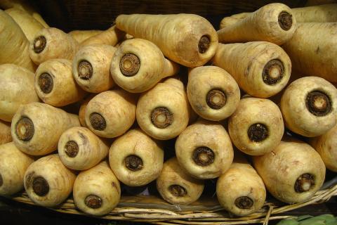 Пастернак становится слаще после заморозков, сообщают ботаники