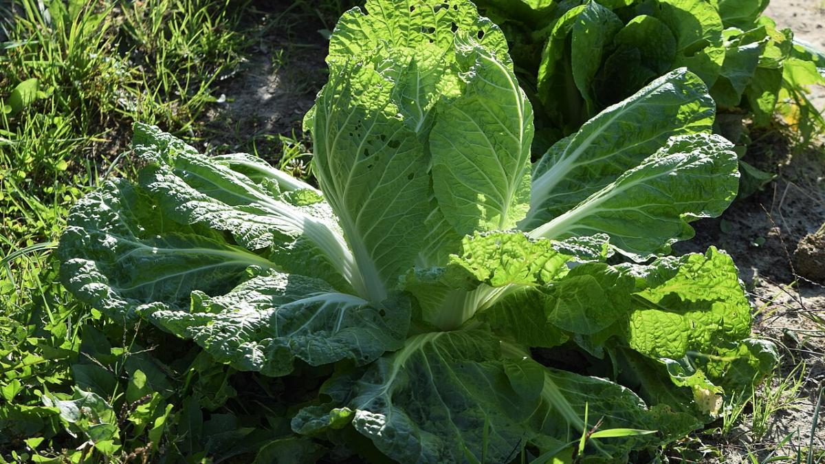 Пекинская капуста