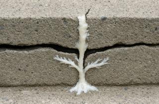 Профессор Федюк разработал 