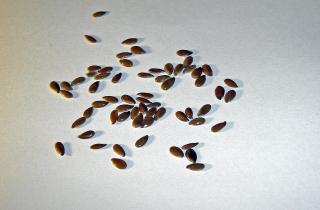 Замочила семена в соке алоэ — и растения стали крепче, чем после покупных стимуляторов