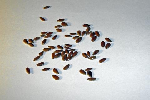 Замочила семена в соке алоэ — и растения стали крепче, чем после покупных стимуляторов