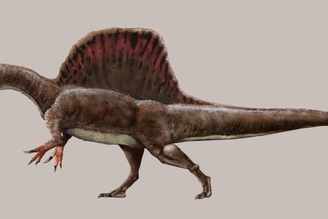 Пески Сахары скрывали истинного короля: найден костлявый гигант, который крупнее тираннозавра