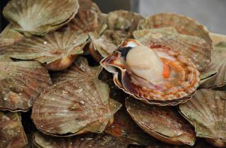 481 партия рыбы и морепродуктов ушла на экспорт с Дальнего Востока