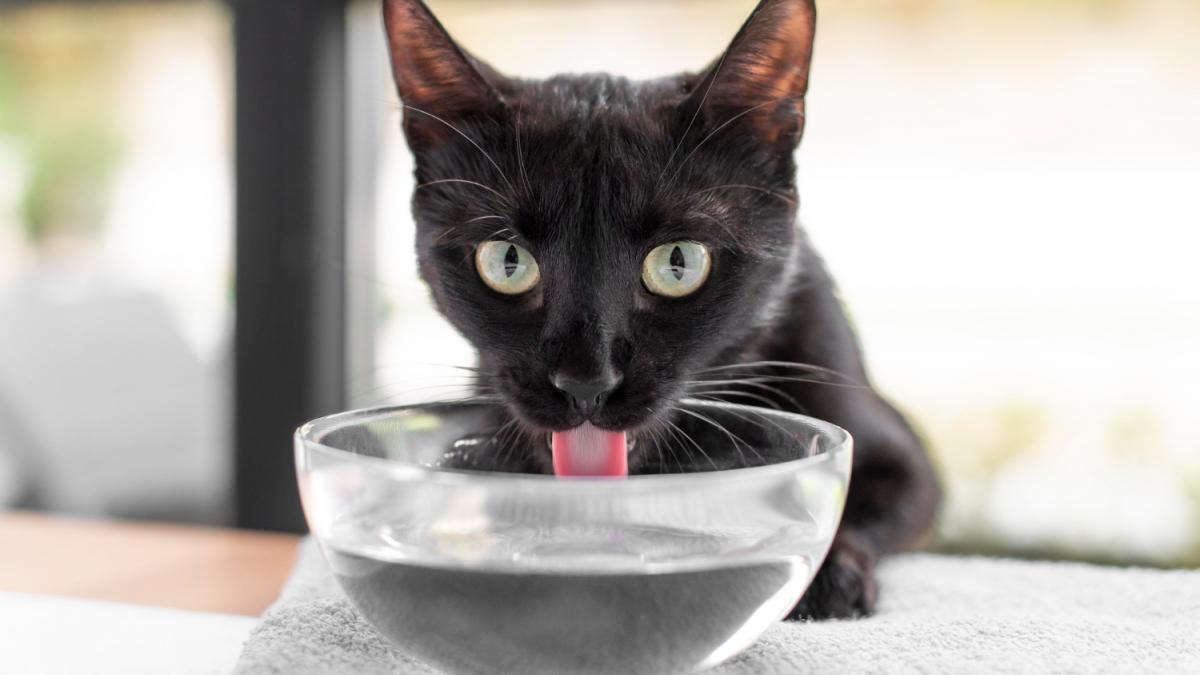 Кошка пьет воду Кошка пьет воду