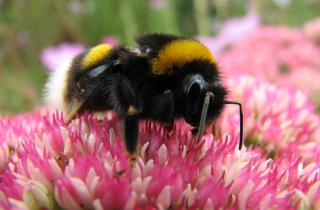 Какие растения нужно сажать рядом для повышения урожайности — не пропустите важные советы