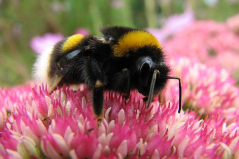 Какие растения нужно сажать рядом для повышения урожайности — не пропустите важные советы