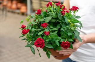 Роза теряет листву зимой из-за стресса от перепадов температуры — цветоводы