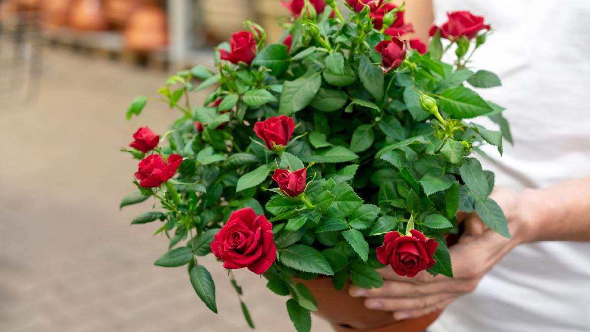 Розы в горшке