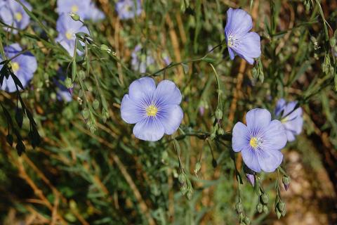 Лён помогает повысить урожайность на участке за счёт привлечения пчёл — Сад и огород