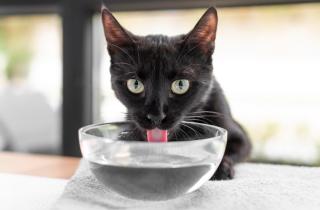 Ветеринар Орлов: тусклая шерсть и вялость могут быть признаками обезвоживания у кошек