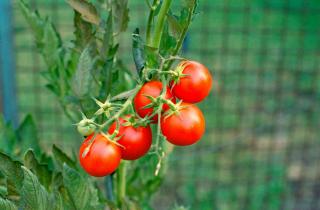Корни-невидимки ведут войну: опасные соседи томатов, которые незаметно воруют весь урожай