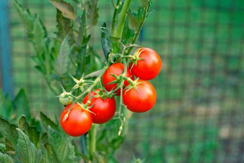 Корни-невидимки ведут войну: опасные соседи томатов, которые незаметно воруют весь урожай