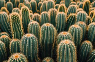 Пересадила кактус именно так— и теперь он не только красив, но и здоров: жалею, что не сделала раньше