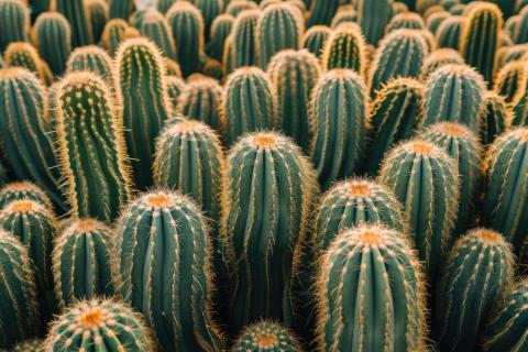 Пересадила кактус именно так— и теперь он не только красив, но и здоров: жалею, что не сделала раньше