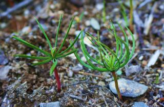 Посадила орехи кедра осенью — и вот что получилось: результат превзошёл все ожидания