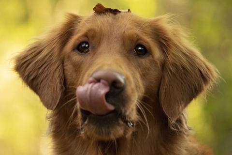 Собаки различают на запах больше ста тысяч оттенков, включая запах сахара