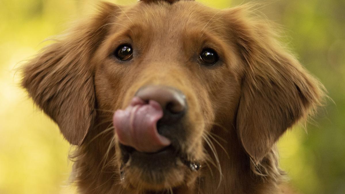 Милая коричневая собака высунувшая язык.